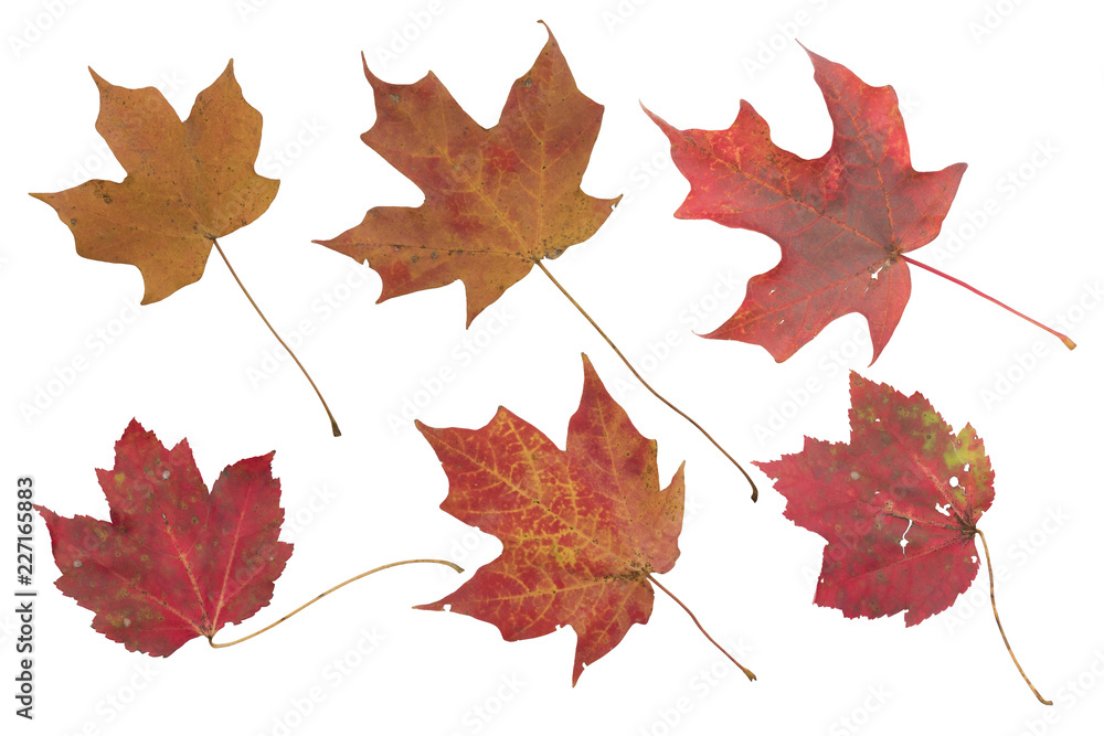 ISOLATED AUTUMN LEAVES ON WHITE BACKGROUND, CLIPPING PATH INCLUDED ISOLATED AUTUMN LEAVES ON WHITE BACKGROUND, CLIPPING PATH INCLUDED
