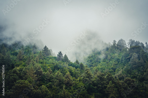 Misty landscape with fir forest in  vintage retro style © hanohiki