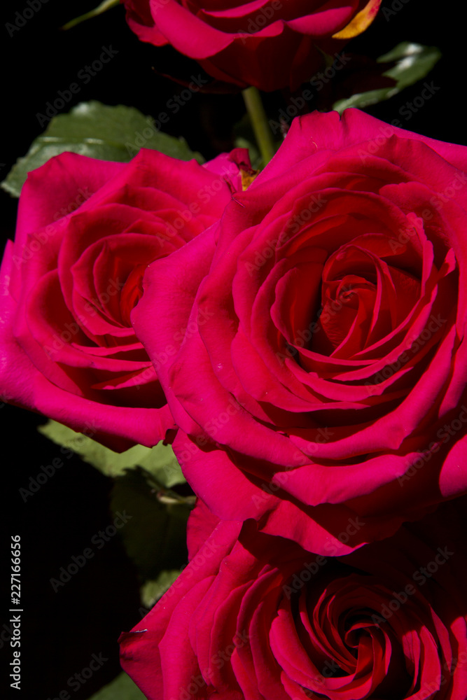 Fototapeta premium hot pink roses