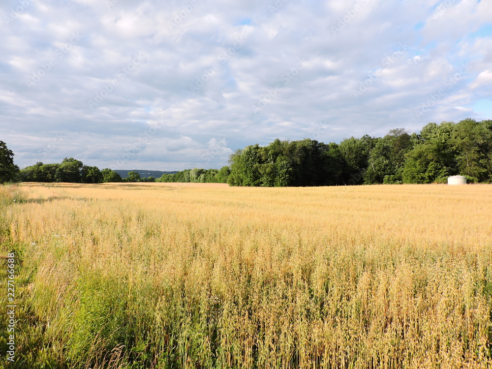 Field of gold