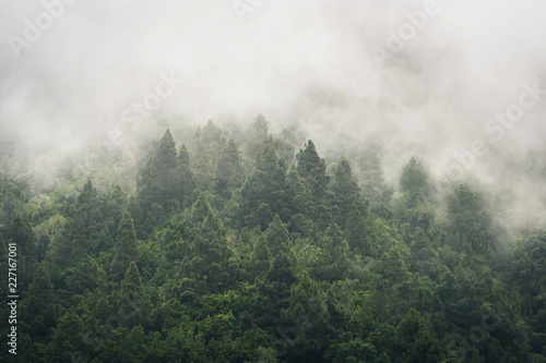 trees in clouds, foggy fir forest in fog