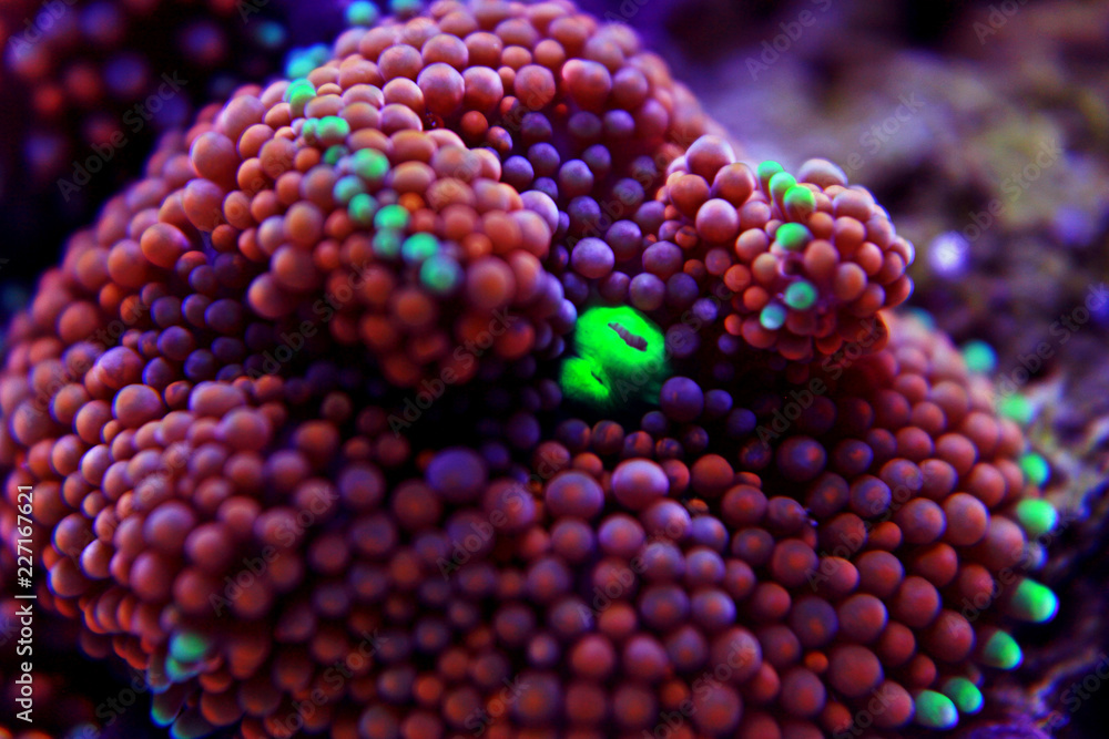 Obraz premium Ricordea mushroom coral , the Pacific underwater flower