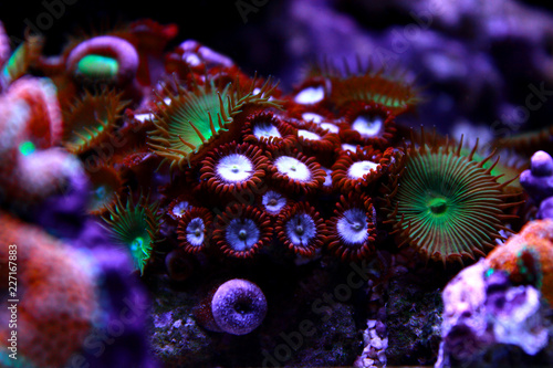 Colorful zoanthus polyp aquacultured in reef aquarium