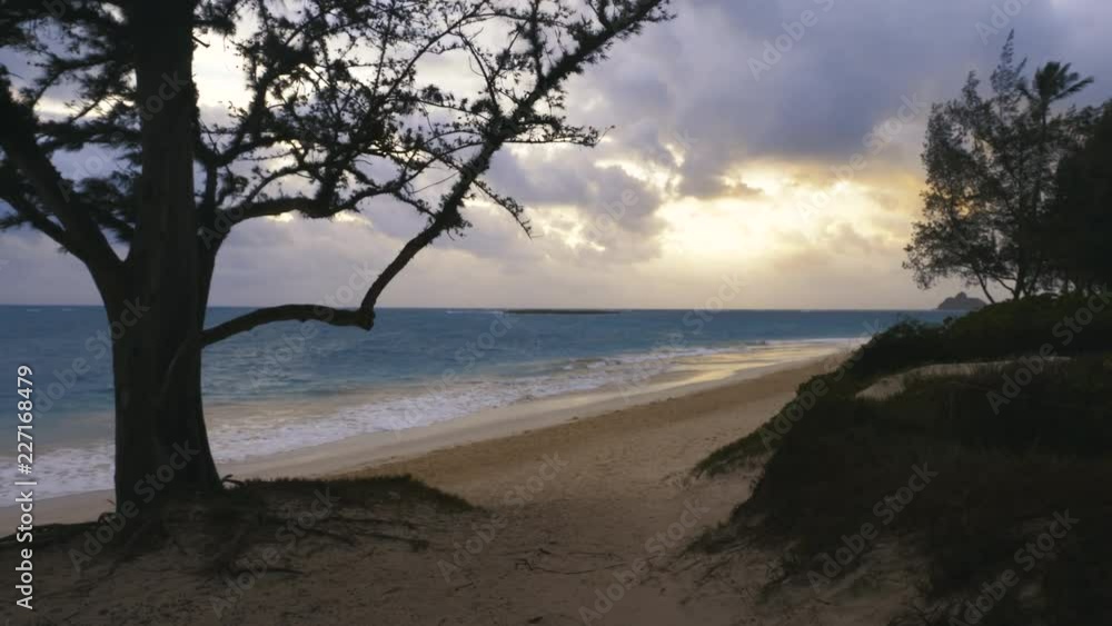 Sunset at Beach with Tree. beach shoreline with tree at sunset Sunset at Beach with Tree. beach shoreline with tree at sunset