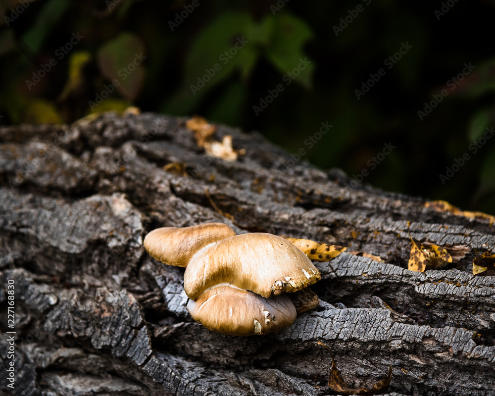 mushrooms on the tree