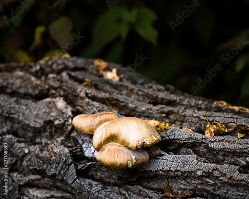 Obraz na płótnie mushrooms on the tree w salonie