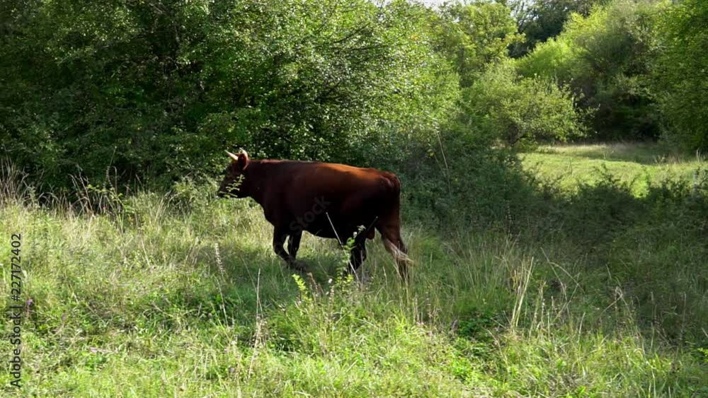 young bull walks through on a farm young bull walks through on a farm