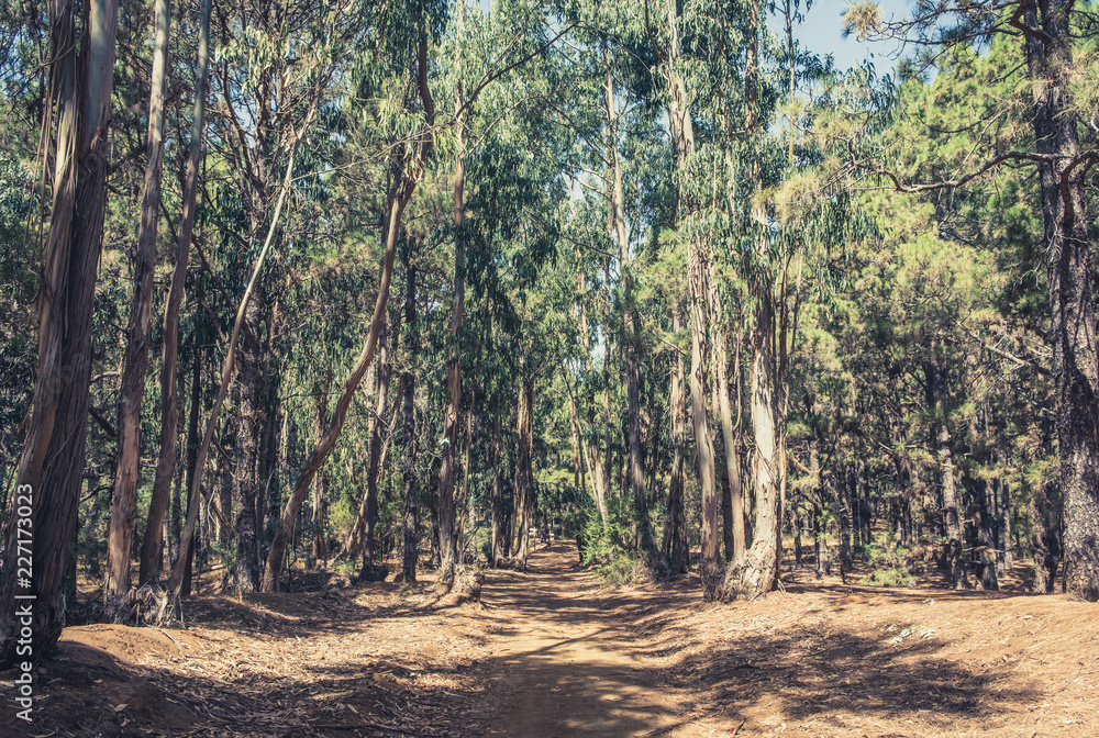 Obraz premium walkway in forest landscape - pathway in wilderness / nature