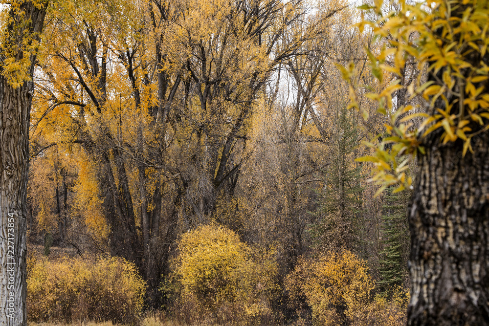 Fototapeta premium trees in autumn