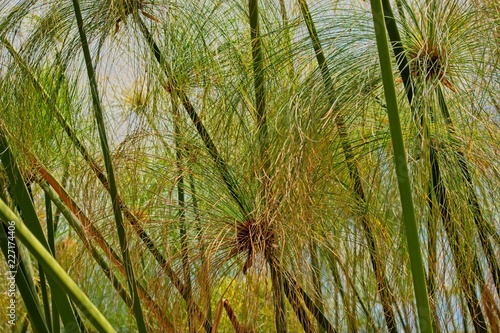 Cyperus papyrus or Egyptian papyrus plant after the rain