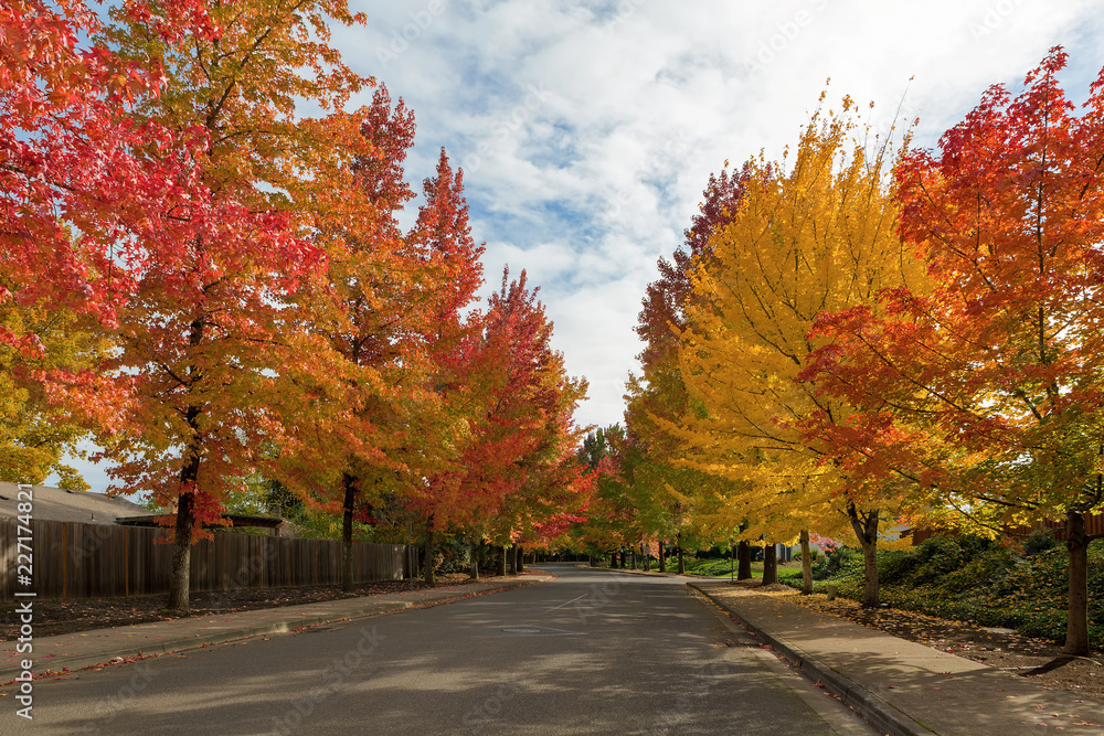 Sweetgum Trees Foliage Lined Street during Fall Season Sweetgum Trees Foliage Lined Street during Fall Season
