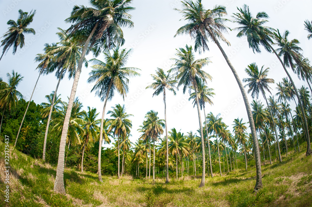 Fototapeta premium High coconut palm trees in public park on tropical island