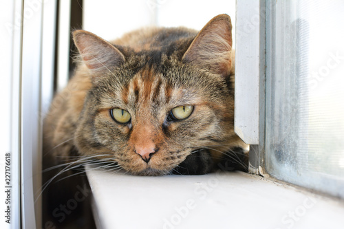 Wallpaper Mural cat Torontodigital.ca