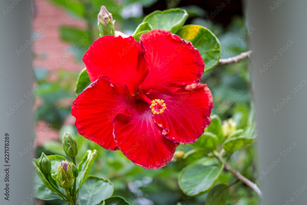 Flor Vermelha Flor Vermelha