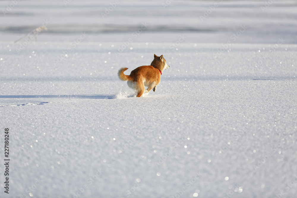 Fotografie 雪原を走る柴犬