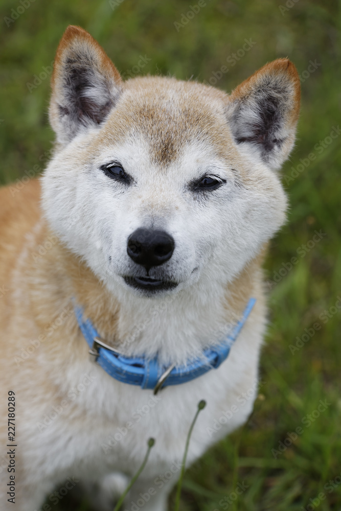 歳をとった柴犬 歳をとった柴犬