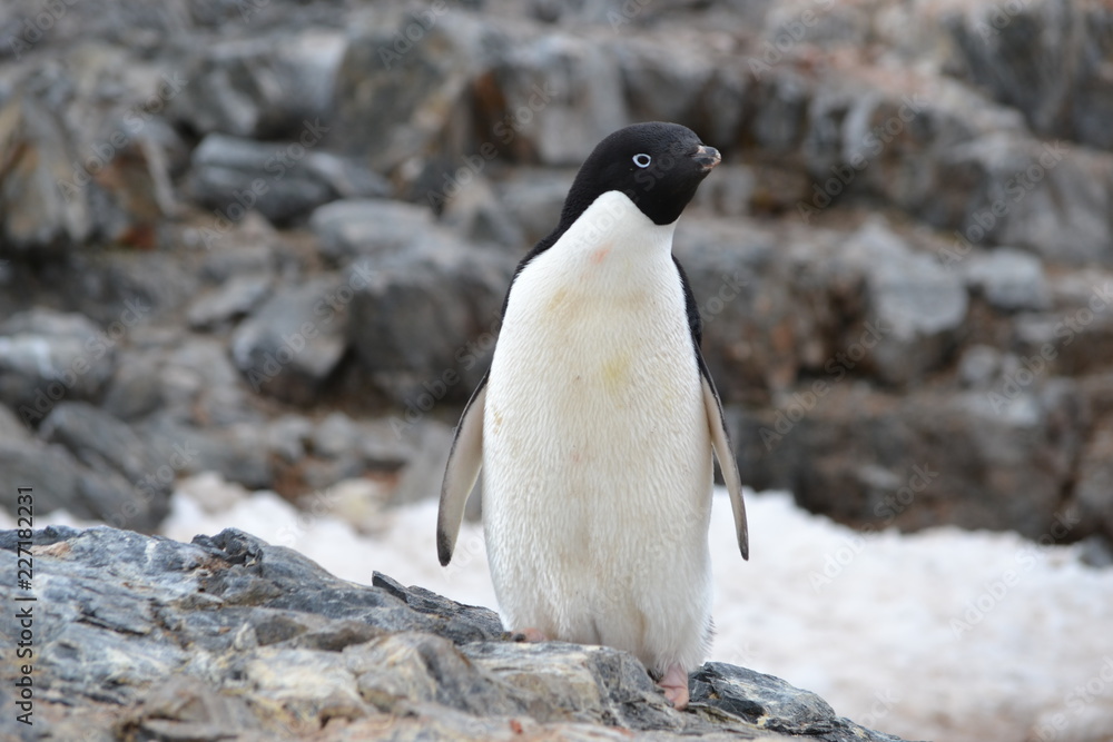 Naklejka premium antartica