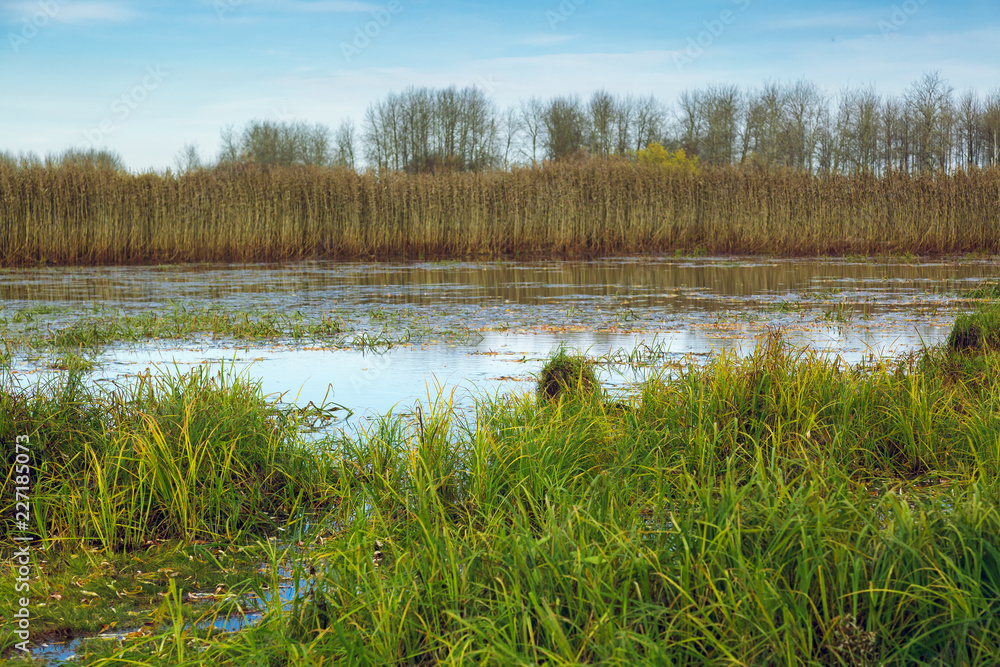 Marshland on the background of reed and low forest Marshland on the background of reed and low forest