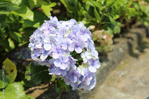 Hydrangea macrophylla