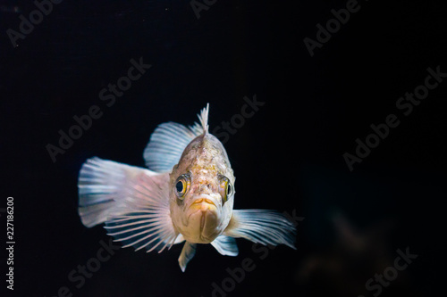 A photo of a fish in a aquarium