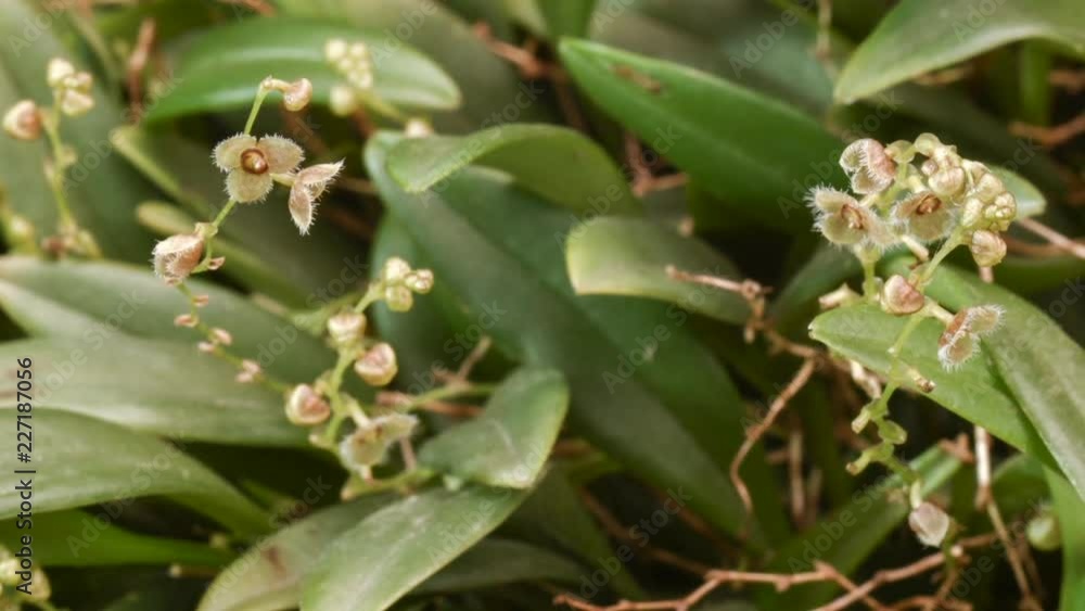 Stelis sp. a micro-orchid with tiny flowers growing in montane rainforest in western Ecuador Stelis sp. a micro-orchid with tiny flowers growing in montane rainforest in western Ecuador