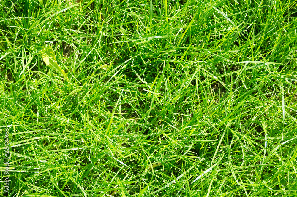 lawn background. fresh green grass in garden. vividly bright green carpet outdoor. decorative plant for landscaping, playing, parks and leisure sports lawn background. fresh green grass in garden. vividly bright green carpet outdoor. decorative plant for landscaping, playing, parks and leisure sports