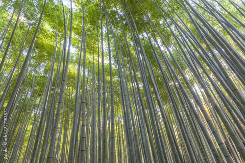 Bamboo forest, Kyoto, Japan.