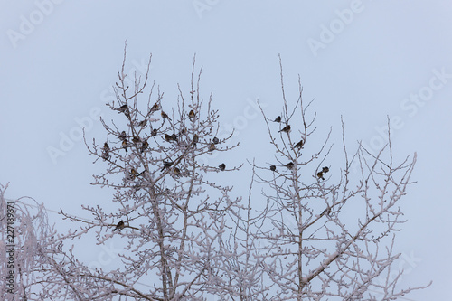 flock of snowbirds