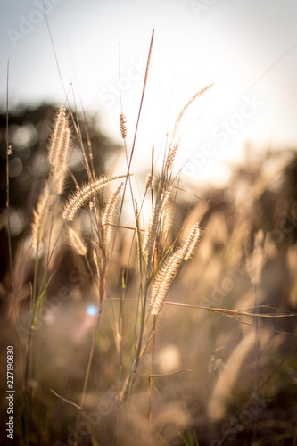 Grasses with golden sunset vintage landscape background.