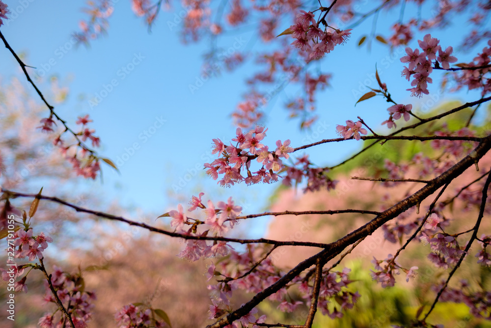 Close up of Sakura Tree branch in Chiang Mai, Thailand. Close up of Sakura Tree branch in Chiang Mai, Thailand.
