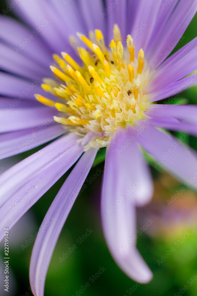 Close up Macro of chrysanthemum flowers blooming in the garden. Close up Macro of chrysanthemum flowers blooming in the garden.