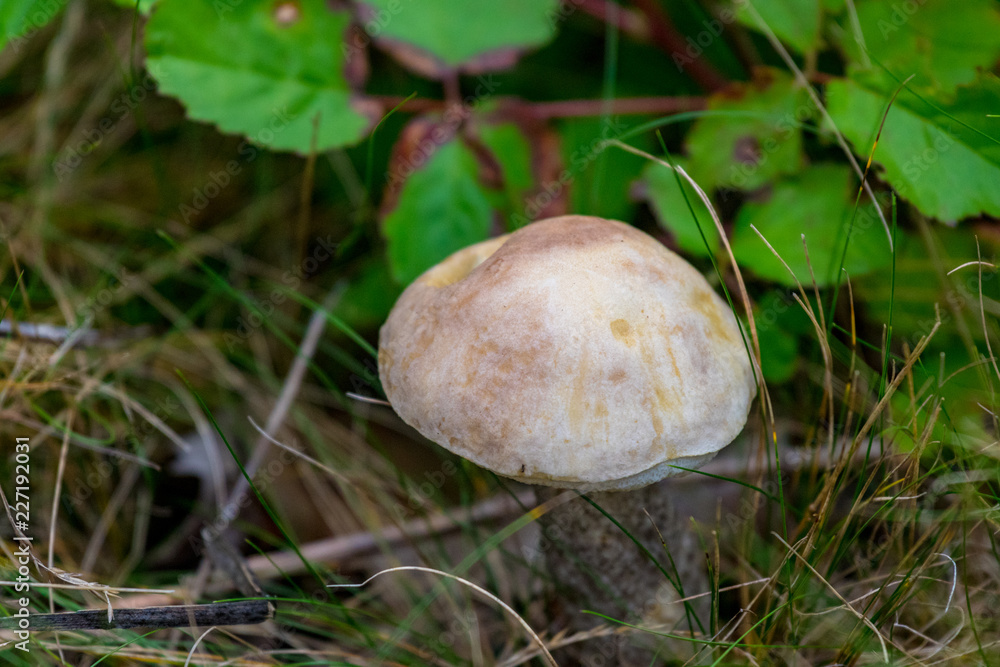 mushroom in forest mushroom in forest