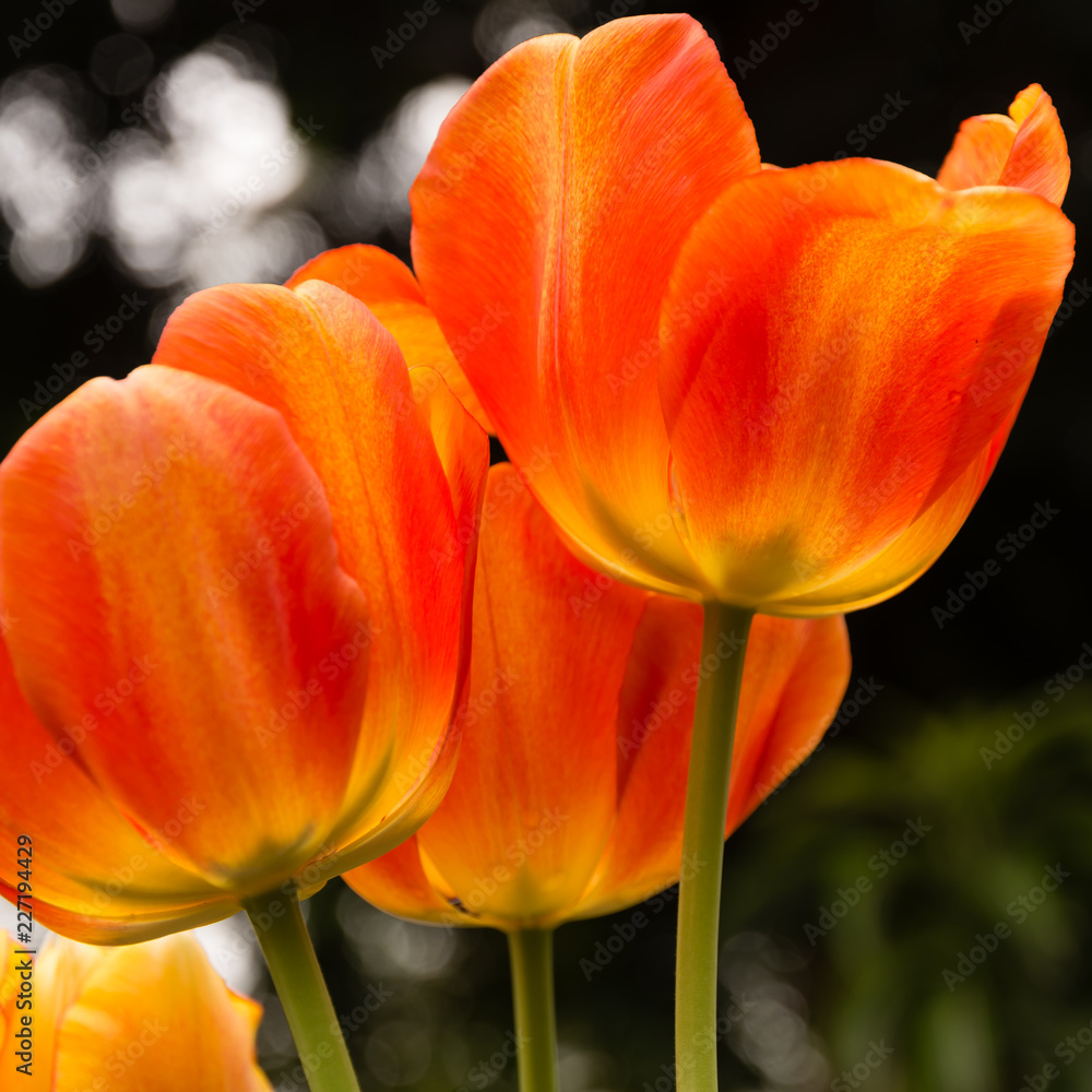 three yellow and orange tulips three yellow and orange tulips