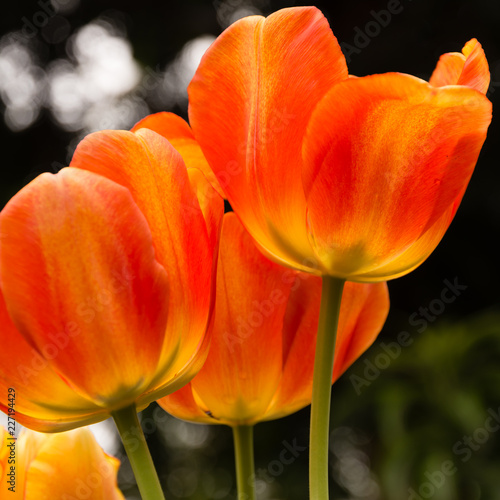 three yellow and orange tulips