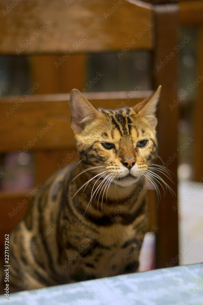 Obraz premium 椅子に座る猫