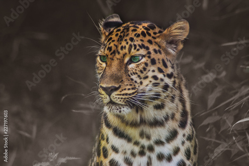 portrait of a leopard