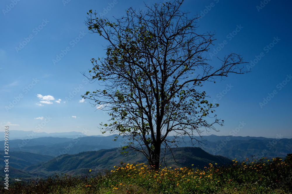Beautiful nature in Chiang Rai, Thailand. Beautiful nature in Chiang Rai, Thailand.