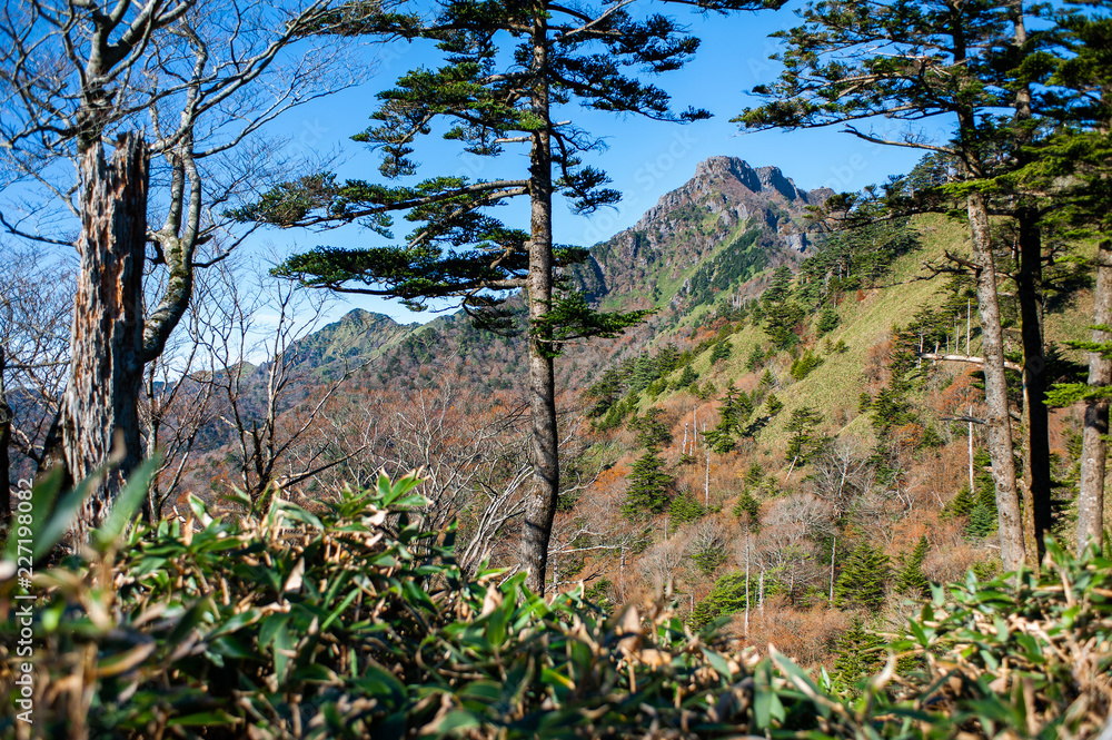 Fototapeta premium 紅葉の石鎚山