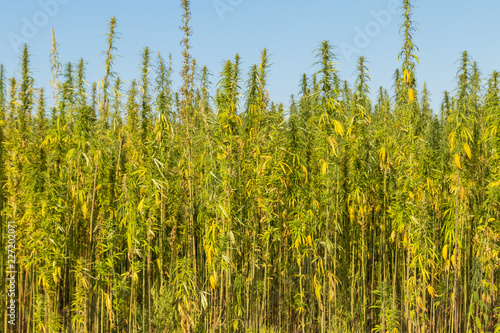 Field of green cannabis  marijuana  plants