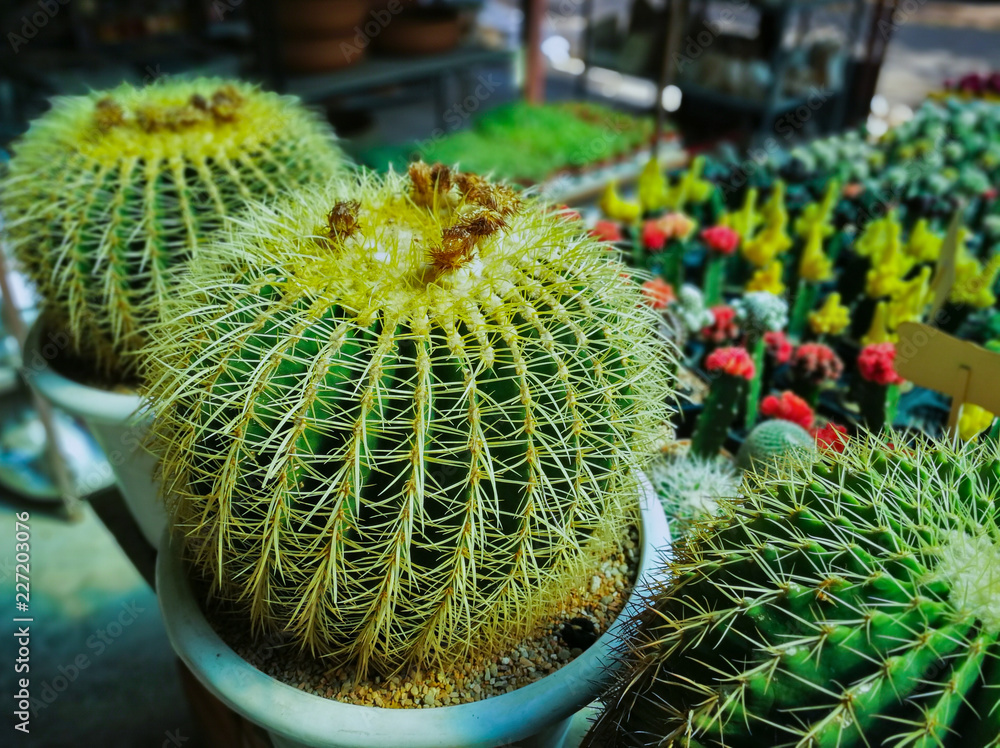 Golden Barrel Cactus in pots. Golden Barrel Cactus in pots.