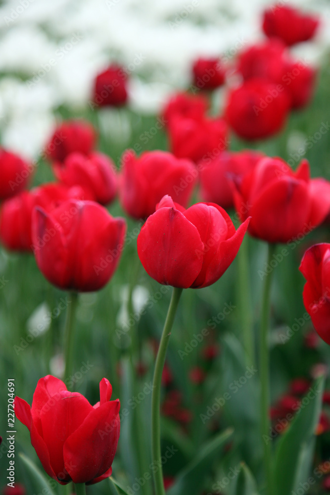 Beautiful display of tulips in a variety of colours at Floriade, Canberra Beautiful display of tulips in a variety of colours at Floriade, Canberra