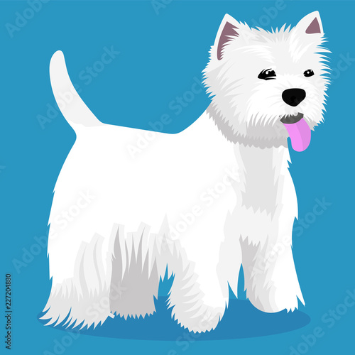 West highland white terrier dog