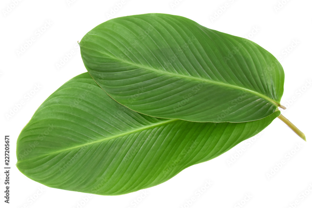 Obraz premium Tropical leaves on whit background.