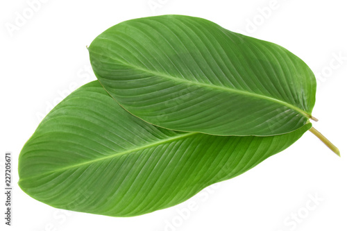 Tropical leaves on whit background.