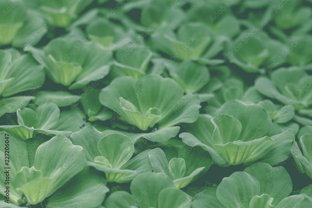 Tree Leaves bokeh for nature background and save green concept,abstract,soft and blur focus Tree Leaves bokeh for nature background and save green concept,abstract,soft and blur focus