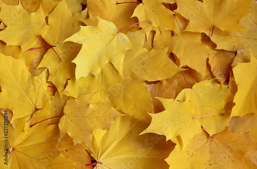 texture yellow maple leaves