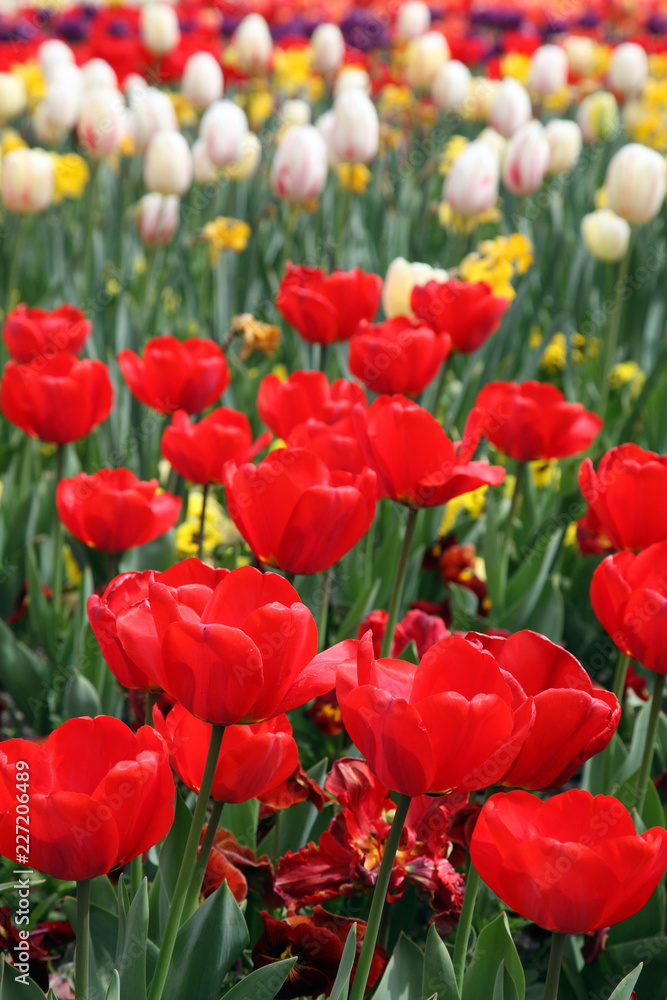 Beautiful display of tulips in a variety of colours at Floriade, Canberra