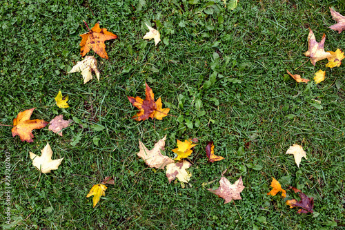 Fototapeta Naklejka Na Ścianę i Meble -  Red and yellow fall leaves on green grass background