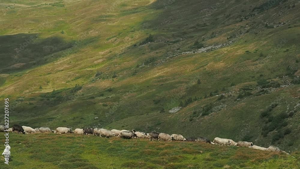 Herdmen driving a flock of sheep down the green hills. Dog guarding a herd of sheep. Carpathians mountain pasture at summer. Very long shot. Ukrainian rural landscape. Blurred background Herdmen driving a flock of sheep down the green hills. Dog guarding a herd of sheep. Carpathians mountain pasture at summer. Very long shot. Ukrainian rural landscape. Blurred background