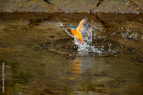 カワセミ./狩りをして2匹の魚を捕らえたカワセミです.